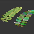 Two Fresh Green Pinnate Leaves Against Dark Background For Natural Decor