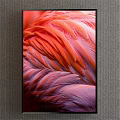 Closeup View Of Vibrant Pink And Orange Flamingo Feathers With Soft Texture
