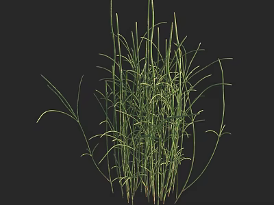 Green Aquatic Plants With Long Stems And Leaves For Water Garden Decoration 3d model