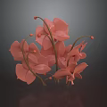 Pink Orchids With Multiple Blooms Stems And Buds On Dark Background