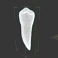 Human Tooth Anatomical Model With White Enamel Crown And Root Structure