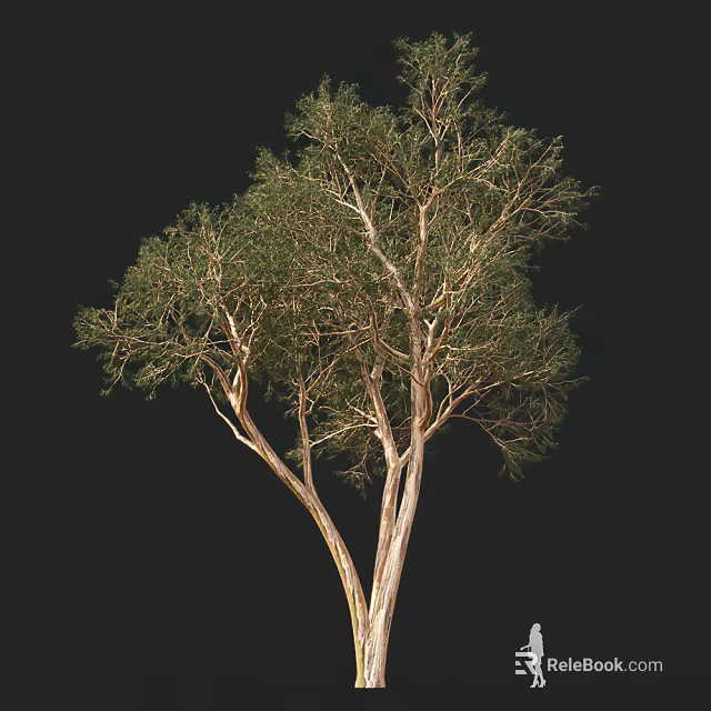 Arbor with Multiple Trunks and Lush Green Foliage on Black Background 3d model