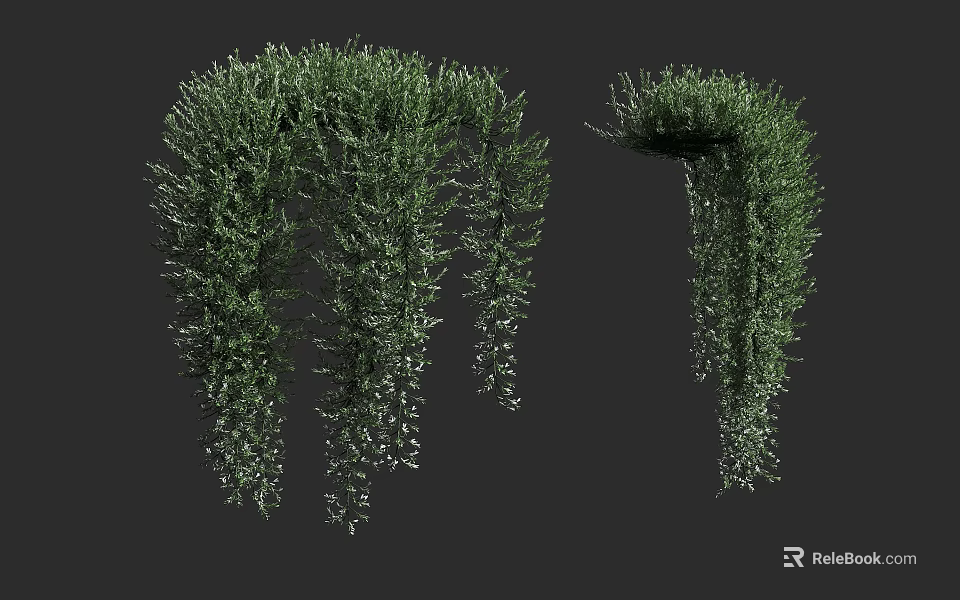 Green Hanging Shrub With Curved Branches And Dense Trailing Foliage 3d model 