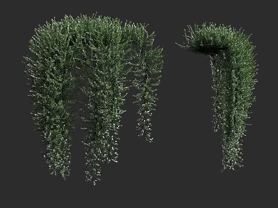 Green Hanging Shrub With Curved Branches And Dense Trailing Foliage 3d model