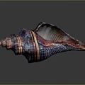 Vibrant Conch With Colorful Striped Spiral Shell And Natural Patterns On Dark Background