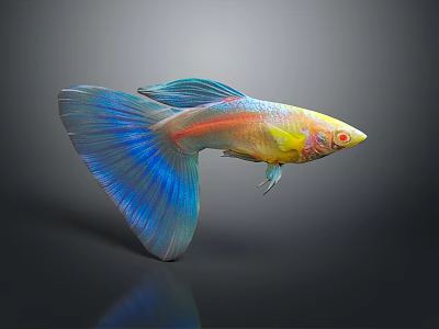 Colorful Guppy Fish With Vibrant Blue Tail Red And Yellow Stripes In Water 3d model