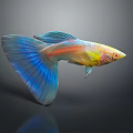 Colorful Guppy Fish With Vibrant Blue Tail Red And Yellow Stripes In Water