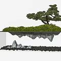 Bonsai Plant Design Featuring Pine Tree on Moss Covered Platform with Rocks and Black Pebbles