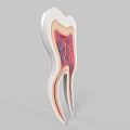 Tooth Structure Cross Section Showing Internal Anatomy Nerves and Blood Vessels