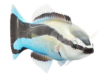 Vibrant Aquatic Fish With Blue Black White Stripes Green Eyes And Unique Fins 3d model