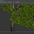 modern sycamore tree 3d model