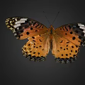 Vibrant Butterfly With Orange Wings Black Spots And White Wing Edges On Dark Background
