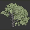 Green Tree With Lush Green Leaves Thick Trunk On Gray Background And Reflection