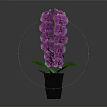 Elegant Purple Orchid Flowers In Black Vase With Green Leaves