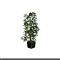 Bonsai Plant with Lush Green Bamboo Leaves in Black Square Pot for Indoor Decor