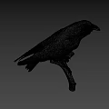Black Crow Perched On Wooden Branch With Gray Background And Detailed Feathers