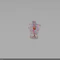 Human Thoracic Cavity Anatomical Model With Heart Blood Vessels And Rib Cage