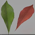 Green and Red Leaves Displaying Color Contrast on White Background with Shadows