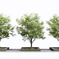 Modern Tree Pool Landscape Tree 3d model