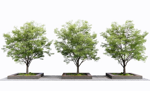 Modern Tree Pool Landscape Tree 3d model