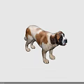 St. Bernard Dog With Brown And White Coat In Standing Pose On Green Background