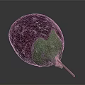 Anatomical Organ Structure Featuring Hair Follicles Purple Green And Brown Tissues