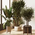 Modern Indoor Various Large Potted Plants With Different Colored Pots In Room