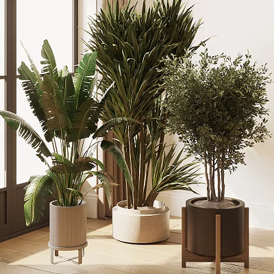 Modern Indoor Various Large Potted Plants With Different Colored Pots In Room 3d model