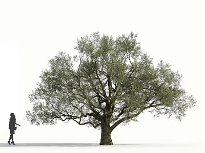 Tall Tree With Dense Green Foliage Thick Trunk And Person Silhouette 3d model