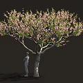 Lush Blooming Tree with Abundant Pink Blossoms and Person Standing Beside