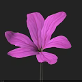 Vibrant Purple Flower With Delicate Petals On Single Stem Against Dark Background