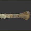 Animal Skeleton Exhibit Featuring Bird Skull With Long Beak And Anatomical Details