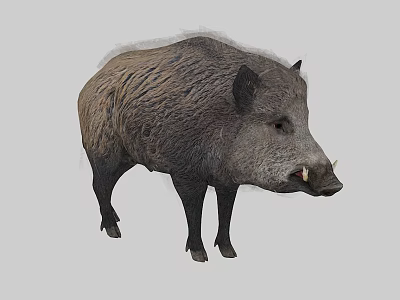 Realistic Wild Boar With Rough Fur And Tusks Standing On Gray Background 3d model
