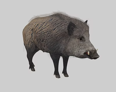 Realistic Wild Boar With Rough Fur And Tusks Standing On Gray Background 3d model