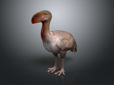 Realistic Dodo Bird 3D Model With Large Beak And Feathered Body Standing Pose 3d model