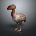 Realistic Dodo Bird 3D Model With Large Beak And Feathered Body Standing Pose