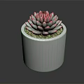 Succulent Plant With Green Leaves And Pink Edges In White Cylindrical Pot With Small Pebbles
