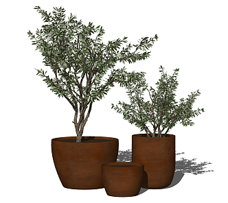 Modern Potted Olive Tree Bonsai 3d model