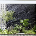 Indoor Landscape With Black Stone Wall Green Plants Ferns And White Lattice