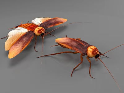 Two Reptiles With Brown And Orange Body And Long Antennae On Gray Surface 3d model