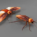 Two Reptiles With Brown And Orange Body And Long Antennae On Gray Surface