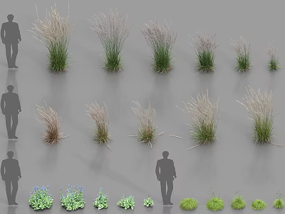 Various Ornamental Grasses and Small Plants in Different Sizes with Silhouette Reference 3d model