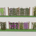 Colorful Flowering Vines Growing On Wooden Trellis In Garden With Green Grass