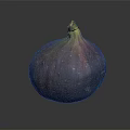 Fresh Ripe Fig with Purple Red Green Glossy Skin on Dark Background