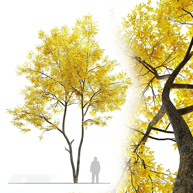 Trees With Yellow Autumn Leaves Thick Trunk Spreading Branches And Silhouette 3d model 