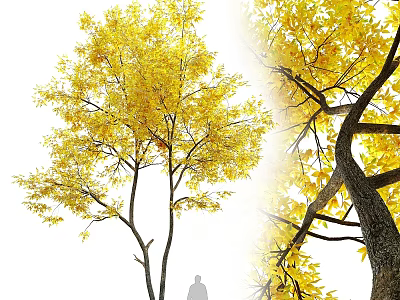 Trees With Yellow Autumn Leaves Thick Trunk Spreading Branches And Silhouette 3d model