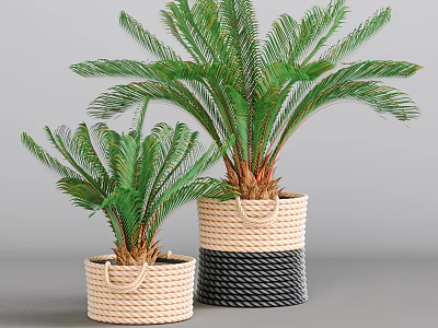 Two Sago Palm Bonsai Potted Plants in Different Colored Woven Baskets 3d model