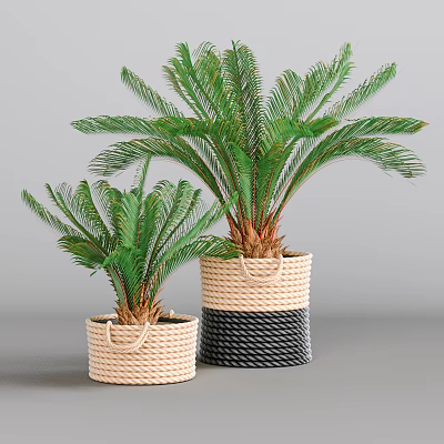 Two Sago Palm Bonsai Potted Plants in Different Colored Woven Baskets 3d model