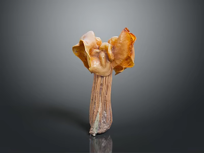Fresh Organic Exotic Mushroom With Orange Yellow Frilly Edges And Trumpet Shape 3d model