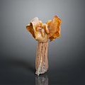 Fresh Organic Exotic Mushroom With Orange Yellow Frilly Edges And Trumpet Shape
